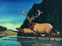 Olympic Elk-Bruce Bontrager-Framed Giclee Print