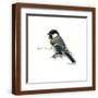Brown Frame