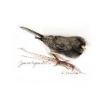 JUNCO #2-BRUCE DEAN-Art Print