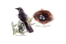 JUNCO #2-BRUCE DEAN-Art Print