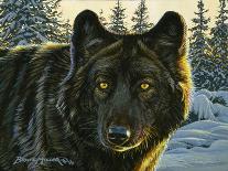 Black Wolf-Bruce Miller-Giclee Print