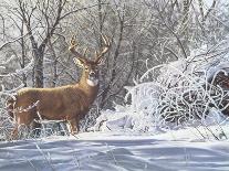 Winter Whitetail-Bruce Miller-Giclee Print