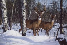 Winter Whitetail-Bruce Miller-Giclee Print