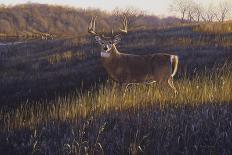 Winter Whitetail-Bruce Miller-Giclee Print