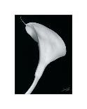 Arum Lily II-Bruce Rae-Stretched Canvas