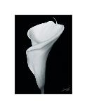 Arum Lily I-Bruce Rae-Stretched Canvas