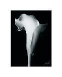 Arum Lily I-Bruce Rae-Mounted Giclee Print