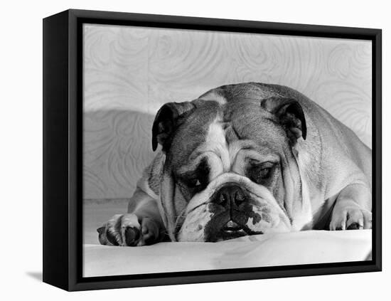 Bruce the Old English Bulldog Not Feeling His Best, November 1978-null-Framed Stretched Canvas
