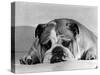 Bruce the Old English Bulldog Not Feeling His Best, November 1978-null-Stretched Canvas