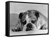 Bruce the Old English Bulldog Not Feeling His Best, November 1978-null-Framed Stretched Canvas