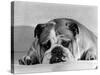 Bruce the Old English Bulldog Not Feeling His Best, November 1978-null-Stretched Canvas