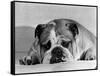 Bruce the Old English Bulldog Not Feeling His Best, November 1978-null-Framed Stretched Canvas