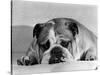 Bruce the Old English Bulldog Not Feeling His Best, November 1978-null-Stretched Canvas