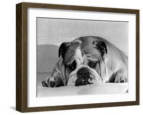 Bruce the Old English Bulldog Not Feeling His Best, November 1978-null-Framed Premium Photographic Print