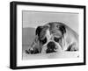 Bruce the Old English Bulldog Not Feeling His Best, November 1978-null-Framed Premium Photographic Print