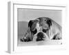 Bruce the Old English Bulldog Not Feeling His Best, November 1978-null-Framed Premium Photographic Print