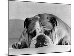 Bruce the Old English Bulldog Not Feeling His Best, November 1978-null-Mounted Premium Photographic Print