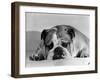 Bruce the Old English Bulldog Not Feeling His Best, November 1978-null-Framed Photographic Print