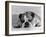 Bruce the Old English Bulldog Not Feeling His Best, November 1978-null-Framed Photographic Print