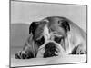 Bruce the Old English Bulldog Not Feeling His Best, November 1978-null-Mounted Photographic Print