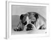 Bruce the Old English Bulldog Not Feeling His Best, November 1978-null-Framed Photographic Print