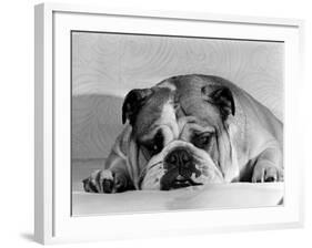 Bruce the Old English Bulldog Not Feeling His Best, November 1978-null-Framed Photographic Print