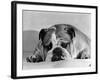 Bruce the Old English Bulldog Not Feeling His Best, November 1978-null-Framed Photographic Print