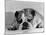 Bruce the Old English Bulldog Not Feeling His Best, November 1978-null-Mounted Photographic Print