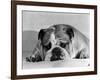 Bruce the Old English Bulldog Not Feeling His Best, November 1978-null-Framed Photographic Print