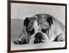 Bruce the Old English Bulldog Not Feeling His Best, November 1978-null-Framed Photographic Print