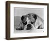 Bruce the Old English Bulldog Not Feeling His Best, November 1978-null-Framed Photographic Print