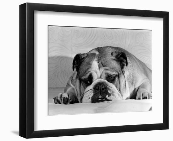 Bruce the Old English Bulldog Not Feeling His Best, November 1978-null-Framed Photographic Print