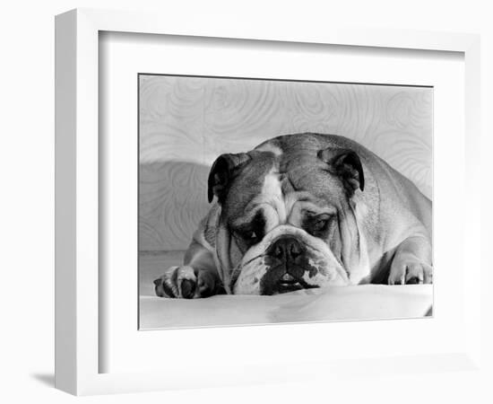 Bruce the Old English Bulldog Not Feeling His Best, November 1978-null-Framed Photographic Print