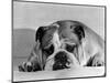 Bruce the Old English Bulldog Not Feeling His Best, November 1978-null-Mounted Photographic Print