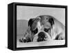 Bruce the Old English Bulldog Not Feeling His Best, November 1978-null-Framed Stretched Canvas