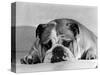 Bruce the Old English Bulldog Not Feeling His Best, November 1978-null-Stretched Canvas