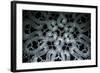 Bruges Belgium Detail of Hand Made Lace-null-Framed Photographic Print