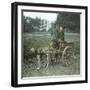 Bruges (Belgium), Dog Harness-Leon, Levy et Fils-Framed Photographic Print