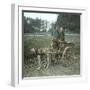 Bruges (Belgium), Dog Harness-Leon, Levy et Fils-Framed Premium Photographic Print