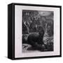 Bruin in the Trap-null-Framed Stretched Canvas