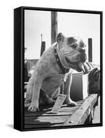 Bruiser Sitting on a Baggage Truck at the Station-Francis Miller-Framed Stretched Canvas