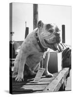 Bruiser Sitting on a Baggage Truck at the Station-Francis Miller-Stretched Canvas