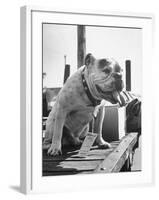 Bruiser Sitting on a Baggage Truck at the Station-Francis Miller-Framed Photographic Print
