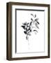 Brume Botanical I-Emma Scarvey-Framed Art Print