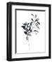 Brume Botanical I-Emma Scarvey-Framed Art Print