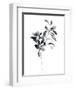 Brume Botanical I-Emma Scarvey-Framed Art Print