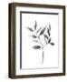 Brume Botanical II-Emma Scarvey-Framed Art Print