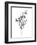 Brume Botanical IV-Emma Scarvey-Framed Art Print