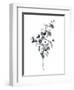 Brume Botanical IV-Emma Scarvey-Framed Art Print