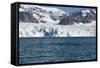 Brunnich's Guillemot (Uria Lomvia) in Front of the Glacier-Thorsten Milse-Framed Stretched Canvas